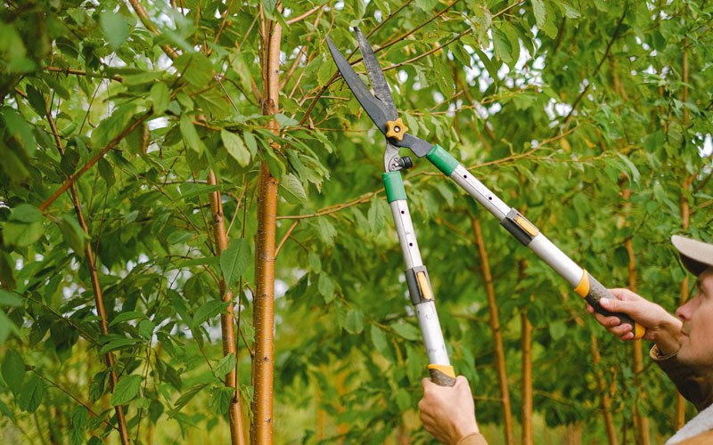 Tree trimming in Altoona, WI